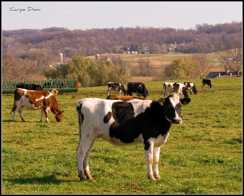 How to Store a Whole Cow in Your Freezer