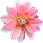 Flowers & plants
